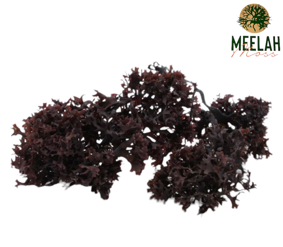 Purple dried Chondrus Crispus