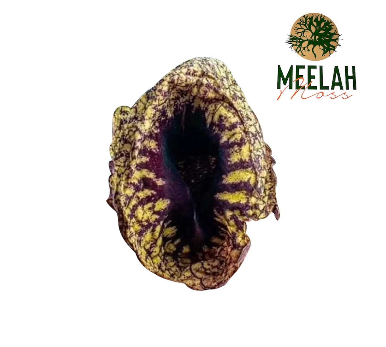 2 DUCK Flower Cleanser – Meelah Moss