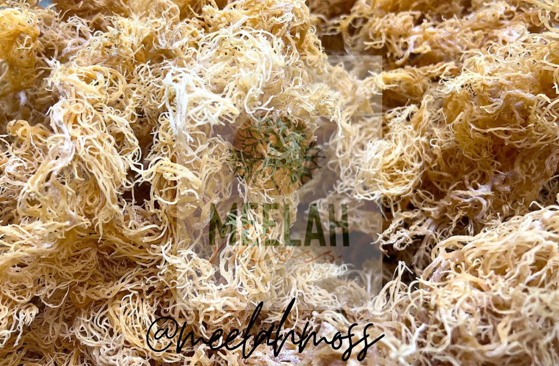 Gold Dried Sea Moss (gracilleria)