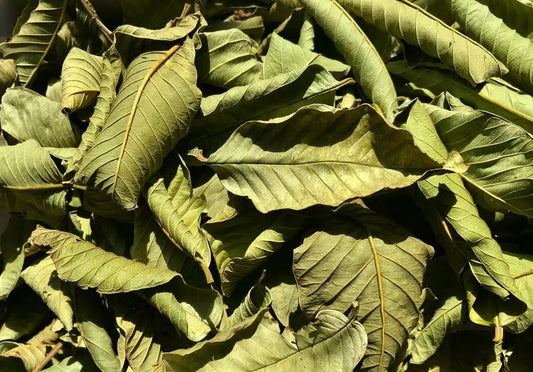 Guava Leaves