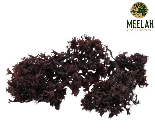 Purple dried Chondrus Crispus